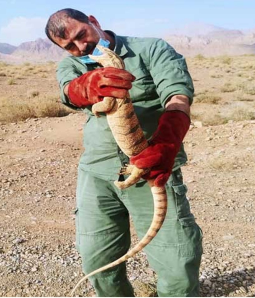 نجات و رهاسازی بزمجۀ 120 سانتی‌متری در کرمان