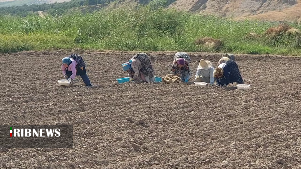 کشاورزان زنجانی از اجاره اراضی به افراد غیر بومی خودداری کنند