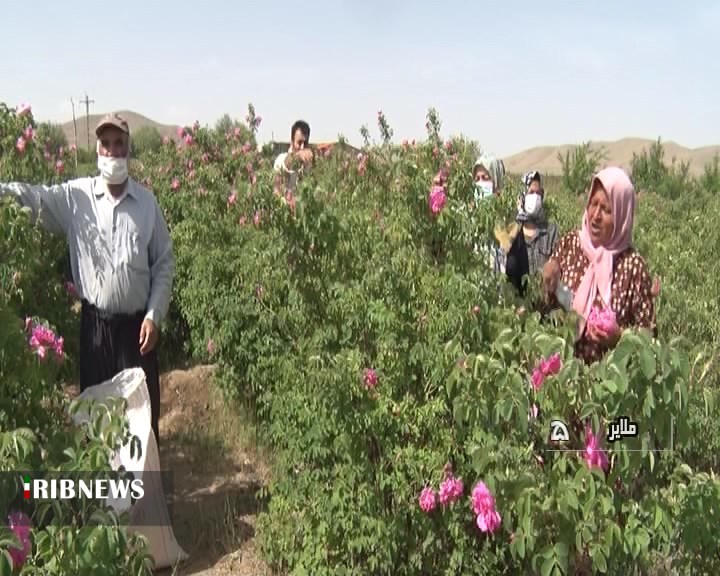 پیش بینی برداشت ۴۵۰ تن گل محمدی از باغ‌های استان