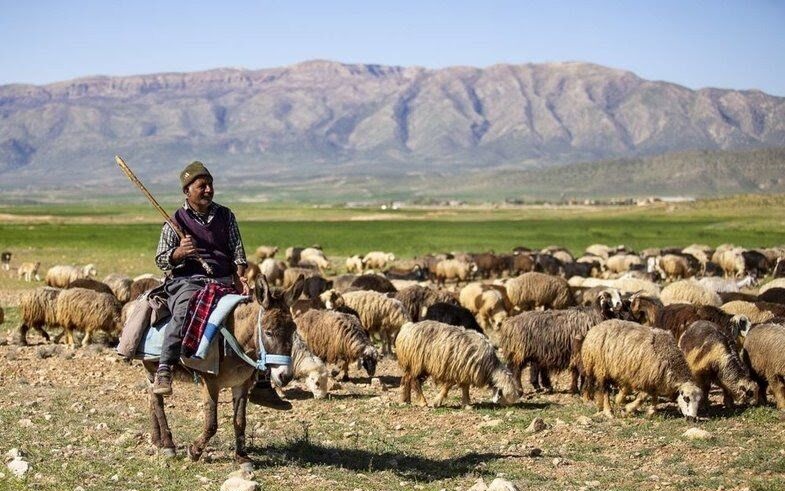 تامین ۱۰ هزار تن علوفه دستی ویژه دامداران عشایر فارس