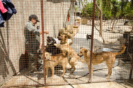ساخت نقاهتگاه برای نگهداری سگ‌های بلاصاحب اهواز