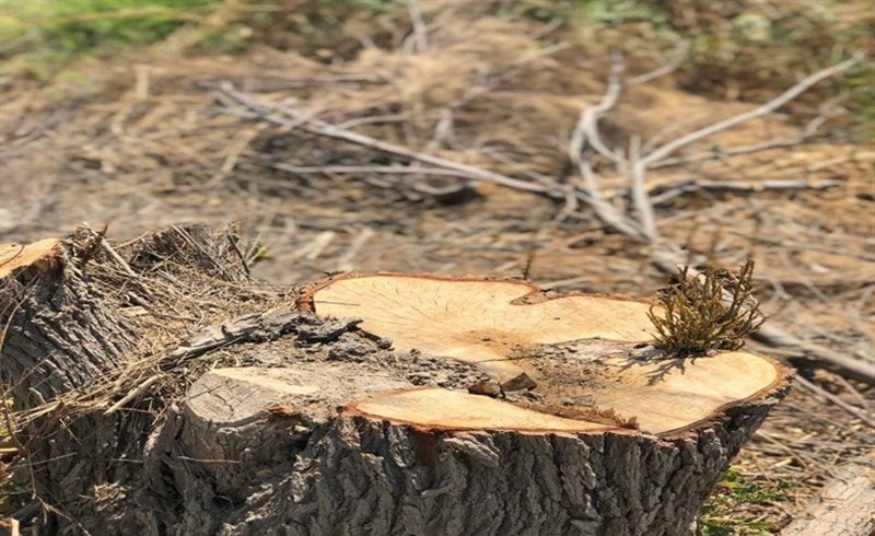 شناسایی متخلفان قطع شبانه درختان در مهاباد