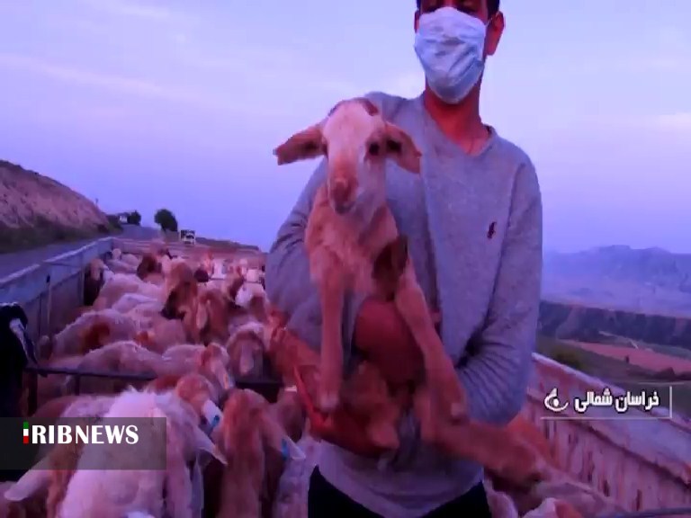 کوچ بهاره با نشاط؛ از مراوه تپه تا سالوک