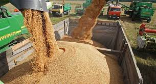 خرید بیش از یک میلیون تن گندم از کشاورزان خوزستانی