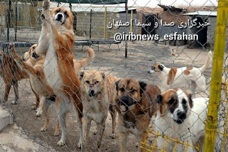 مجوز نداشتن مکان نگهداری سگ‌های ولگرد در اصفهان