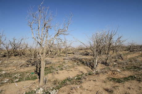 خیمه خشکسالی بر باغات استان