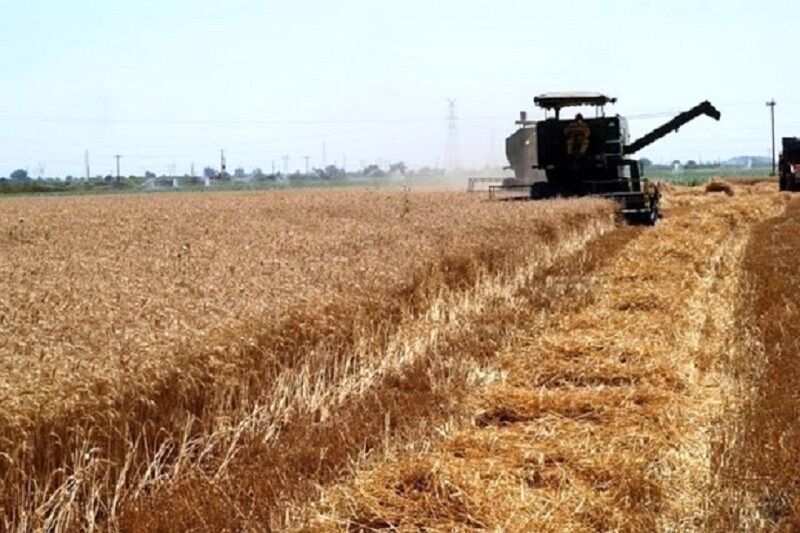 برداشت ۴۰ هزار تن گندم از مزارع شادگان