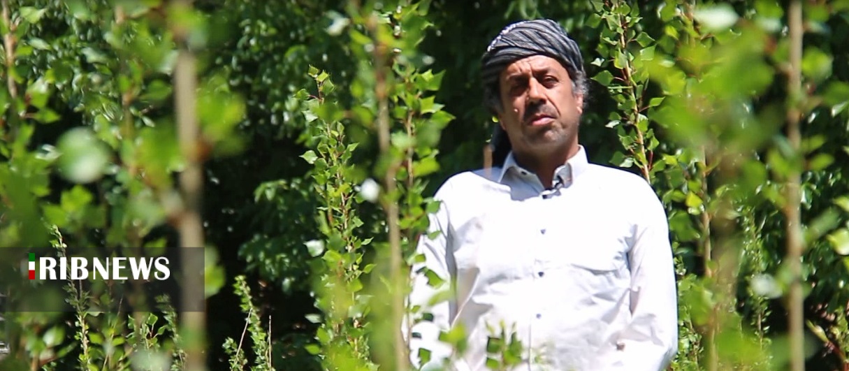 ایجاد اشتغال با زراعت چوب در کردستان