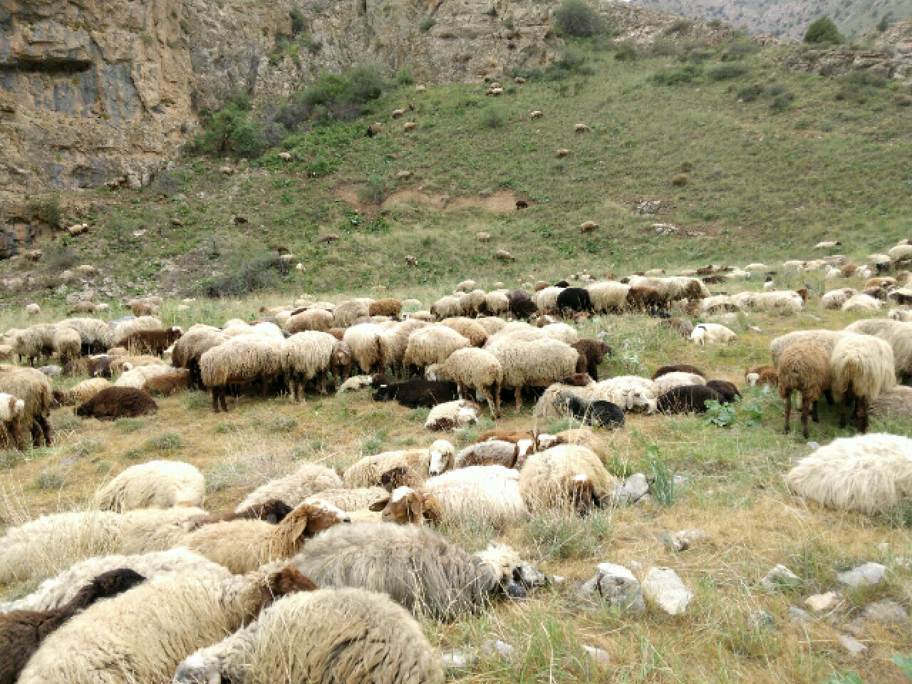 معرفی ۲۵ دامدار متخلف به علت چرای غیرمجاز دام در تندوره