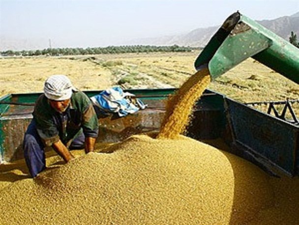 خرید ۱.۴ میلیون تن گندم مازاد بر مصرف کشاورزان
