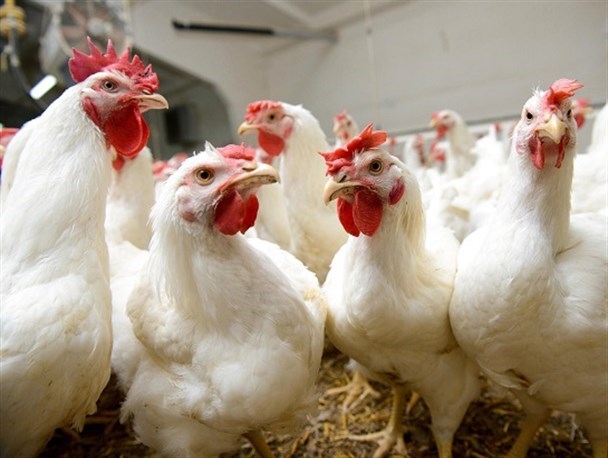 با خرید مرغ زنده سلامتی را حراج نکنیم
