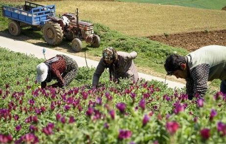 توزیع ۶۰۰ اصله نشاء گیاهان دارویی در آذرباجان شرقی
