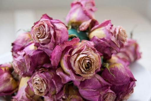 خسارت ۲۷ میلیارد تومانی کرونا به صنعت گل‌های شاخه بریده در مشهد