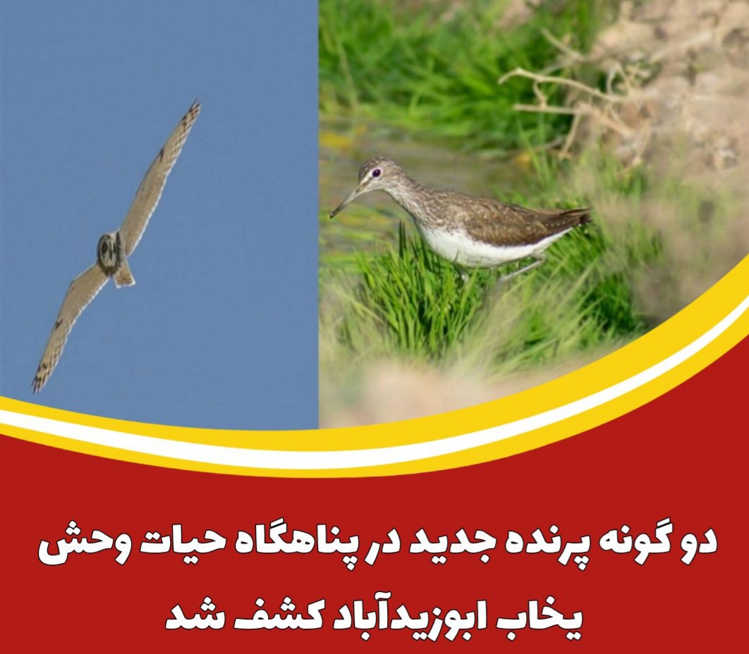 کشف ۲ گونه پرنده جدید در پناهگاه حیات وحش یخاب ابوزیدآباد