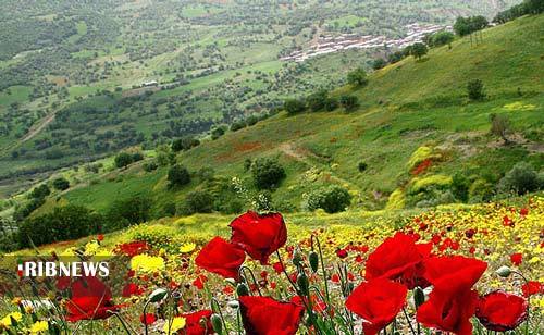 شناسایی دو هزار و ۵۰۰ گونه گیاهی در کردستان