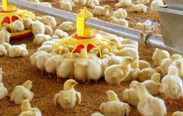افزایش ۱۰ درصدی جوجه ریزی در مرغداری های استان