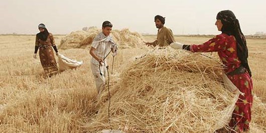 آغاز برداشت گندم از اراضی کشاورزی شهرستان رودبار