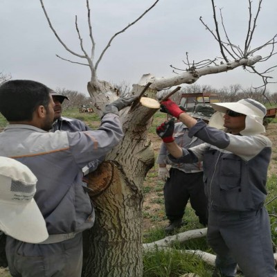 هدف گذاری برای سرشاخه کاری سه هزار درخت گردو