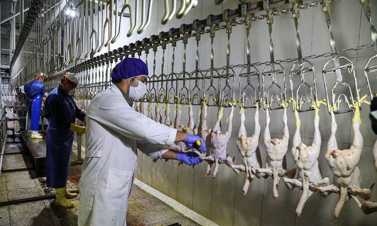 ثبت مشخصات خریداران عمده مرغ در فارس