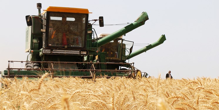 پیش بینی خرید ۱۳۰ هزار تن گندم در دهلران