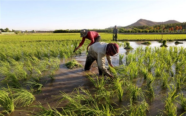 ممنوعیت کشت محصولات پر مصرف آب در چرام