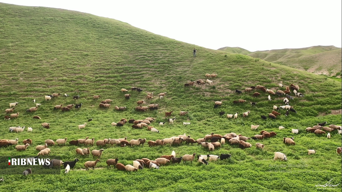 فراخوان بهره برداران مراتع برای تمدید پروانه چرای دام