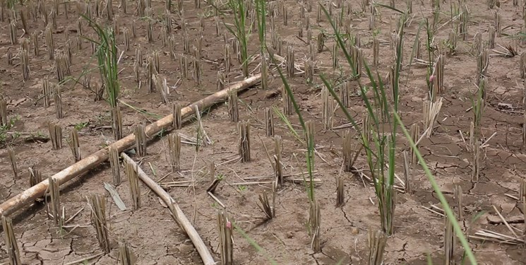 خسارت خشکسالی به مزارع کشاورزی کهگیلویه و بویراحمد