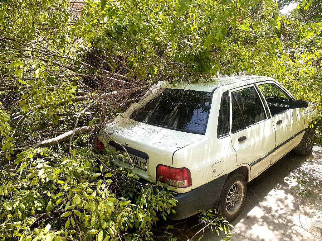سقوط درخت روی دو خودرو در میدان پردیس اصفهان