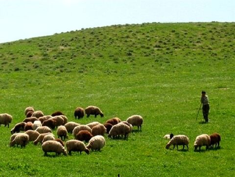 خرید دام مازاد عشایر ایلام