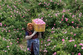 پیش بینی برداشت ۳۲۴ تن گل محمدی در خراسان شمالی