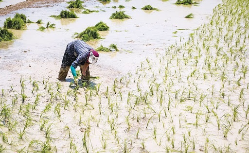 ممنوعیت کشت برنج در شهرستان بویراحمد