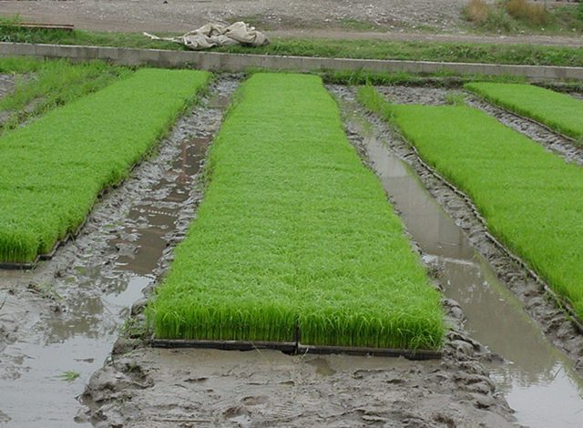 آغاز خزانه گیری برنج در شهر کامفیروز