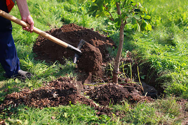 محکومیت یک شرکت آلاینده در کارون به کاشت هزار درخت