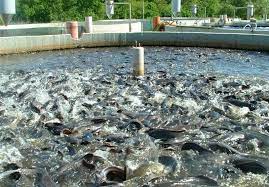 تولید و فرآوری ۶۴ تن گوشت ماهی قزل‌آلا در محلات