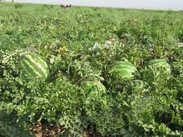 برداشت هندوانه از مزارع خوزستان
