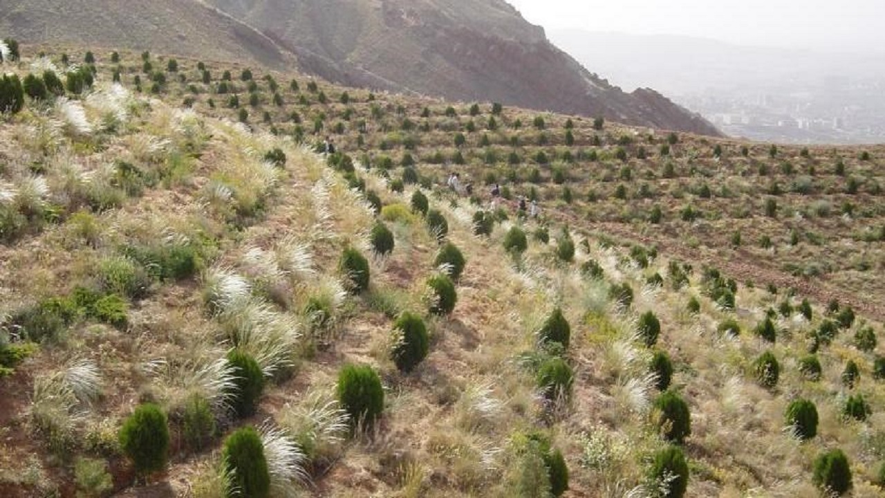 طرح جامع جنگل کاری در قزوین تهیه می‌شود