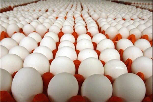 کشف بیش از  ۷/۵ تن تخم‌مرغ بدون مجوز در میامی