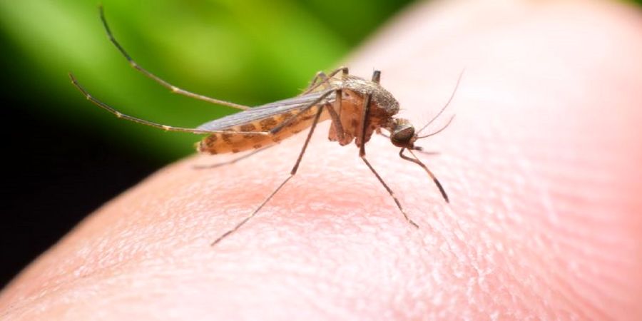 گزش و نیش حشرات از آسیب های پوستی بهار و تابستان