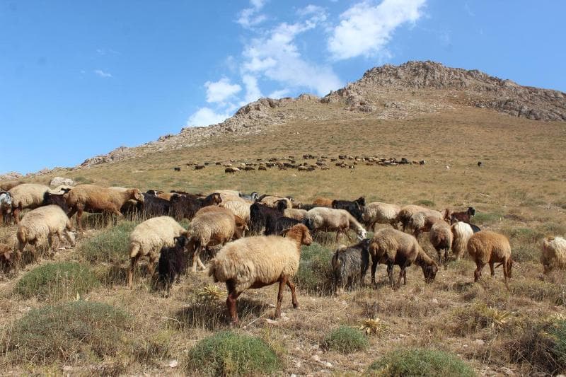 کشتار دام مولد؛ زنگ خطری برای صنعت دامداری خلیل آباد