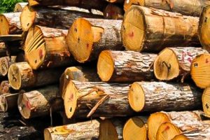 کشف ۱۰ تن چوب بدون مجوز در فامنین