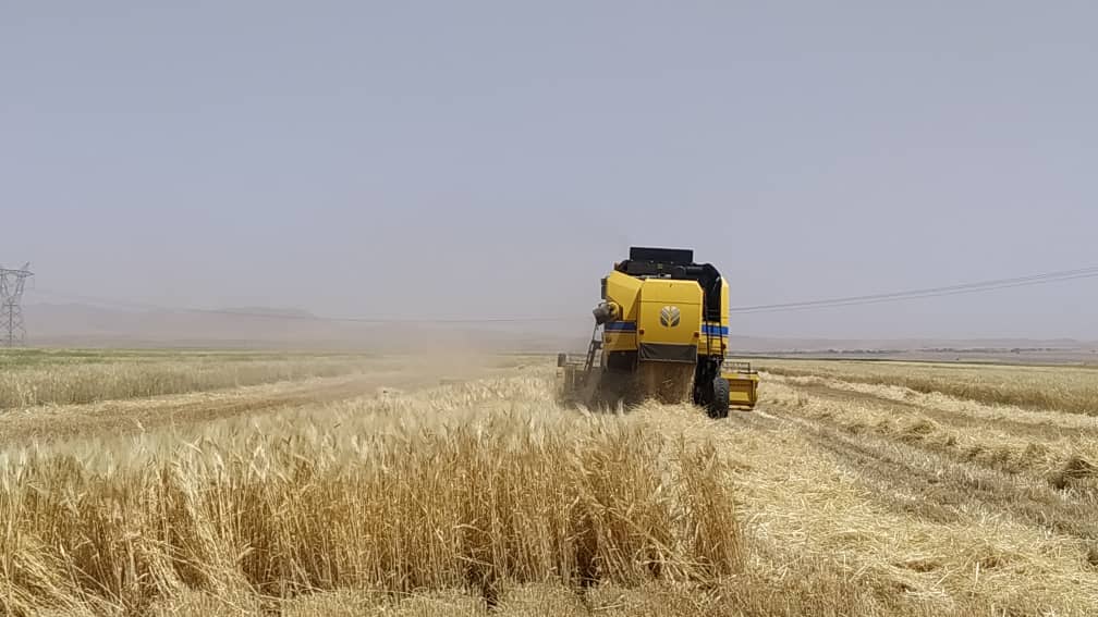 آغازبرداشت جو در شهرستان مشهد