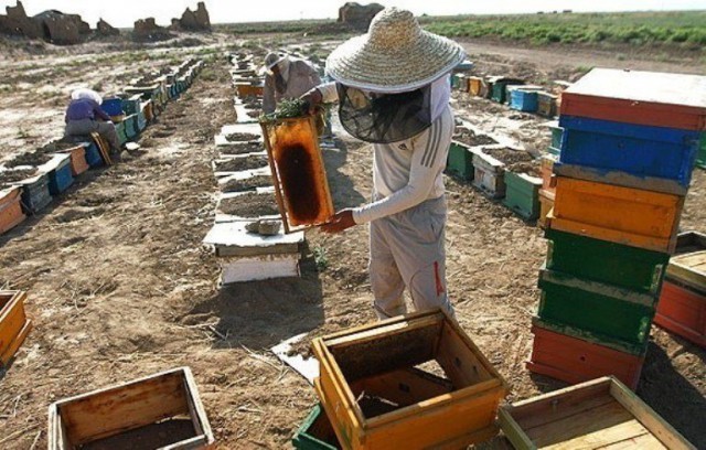 برداشت عسل بهاره از زنبورستان‌های فسا