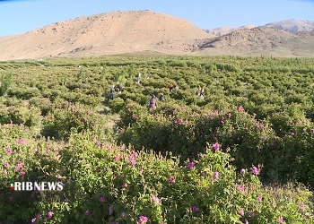تبدیل سنگلاخ به مزرعه گل محمدی در فیروزکوه