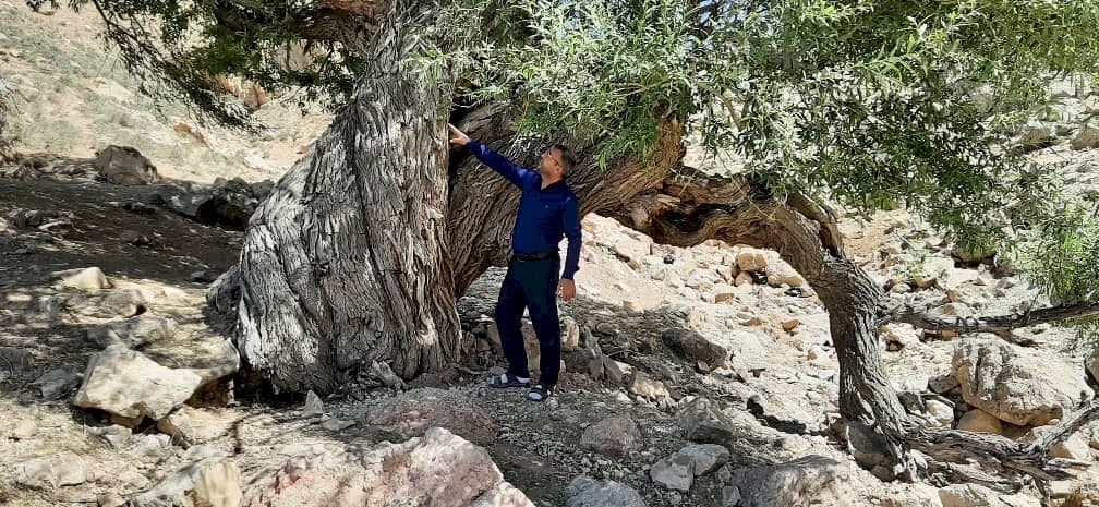 شناسایی ­درخت کهنسال ۳۵۰ ساله در کبودراهنگ