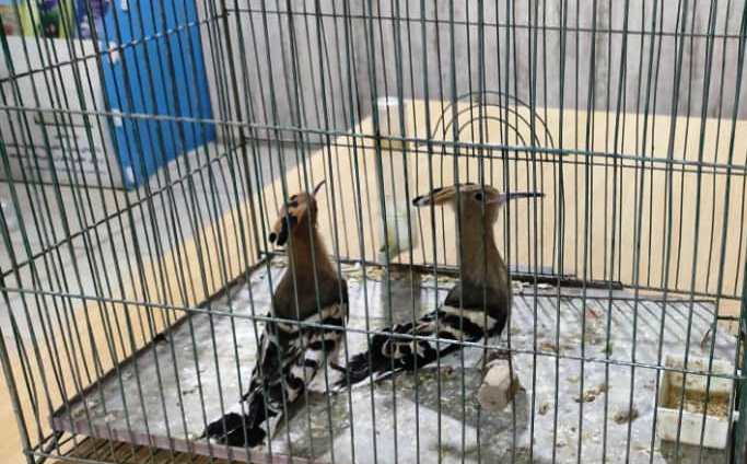 کشف دو قطعه هدهد از متخلف خرید و فروش غیرمجاز پرندگان وحشی