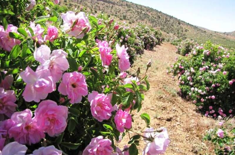 پیچیدن عطر گل محمدی در باغات گاریزات