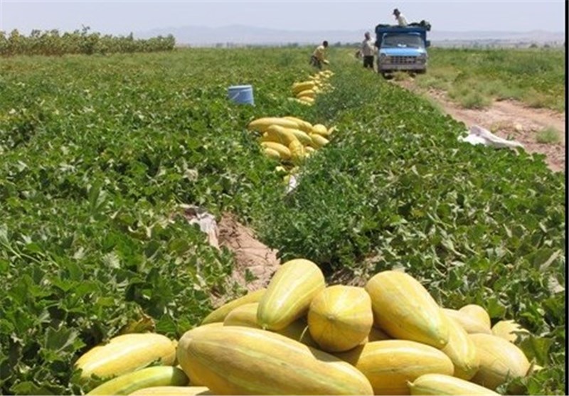 آغاز برداشت خربزه در زرین دشت