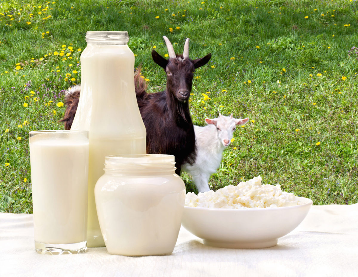 شیر بز چه فوایدی برای کودکان دارد؟