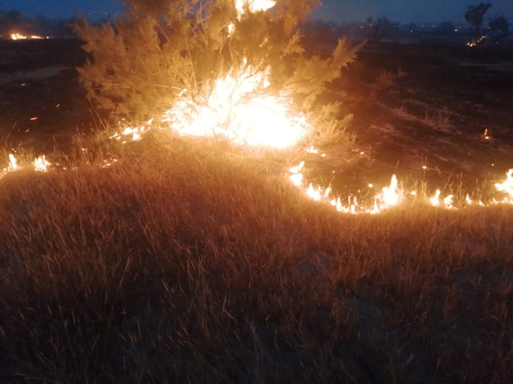 ۴ هکتار از مزارع گندم فسا در آتش سوخت
