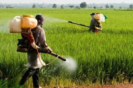 مبارزه شیمیایی در ۵۳۴ هزار هکتار مزارع گندم و جو
